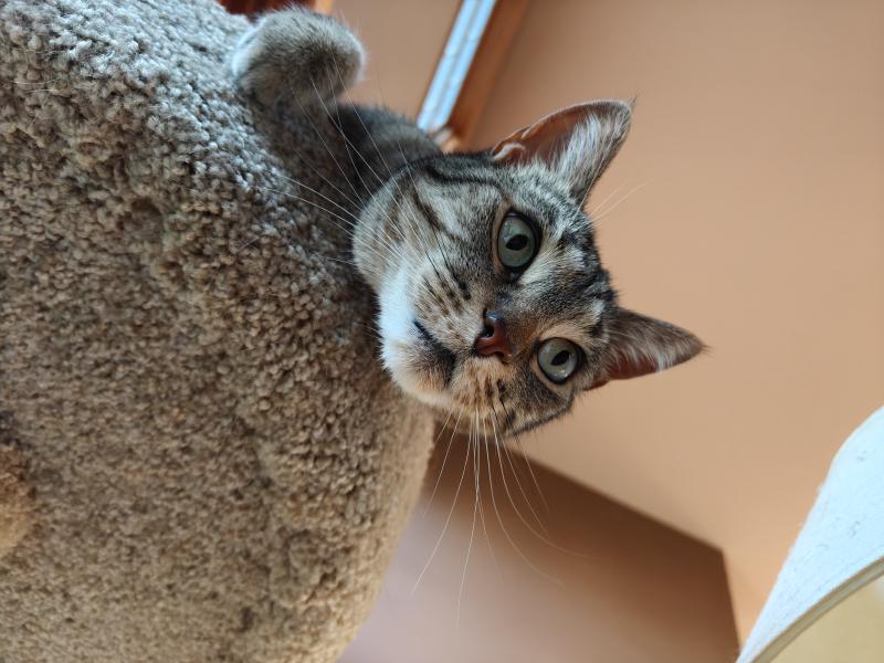 Gigi