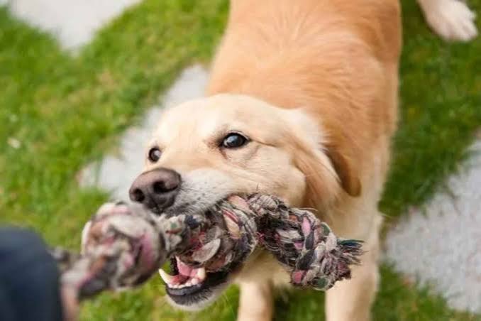 Chew toy
